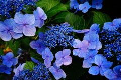 蒼の世界