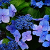 蒼の世界