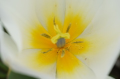 花びらに守られて