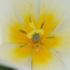 花びらに守られて
