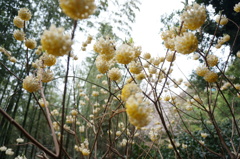 花の名は？