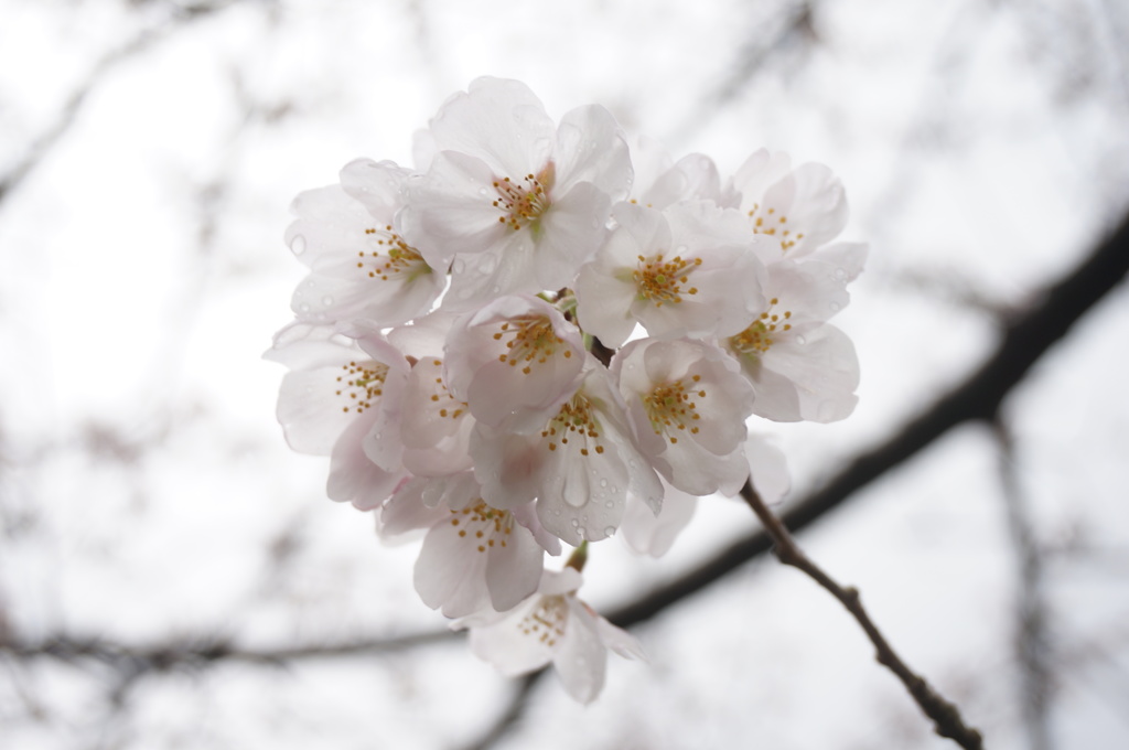 桜ボール