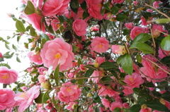山茶花