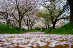 春の小道
