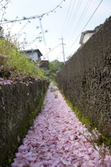 桜川
