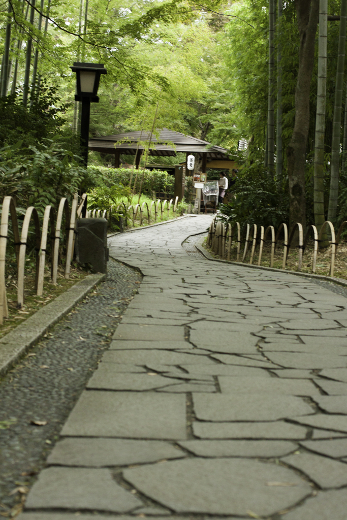  Narrow path of the forest