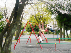 さくら公園３