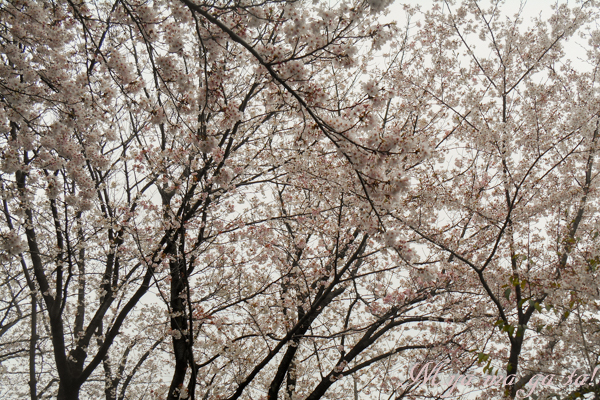 さくら公園６