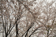 さくら公園６