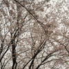 さくら公園６