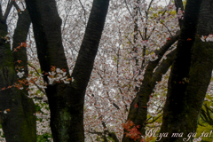さくら公園４