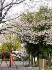 さくら公園２