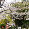 さくら公園２