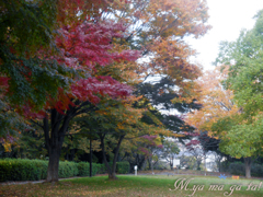 紅葉