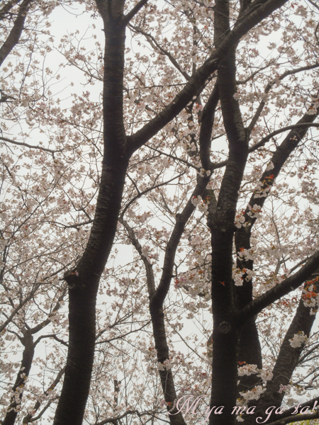 さくら公園５