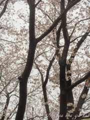 さくら公園５