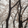 さくら公園５