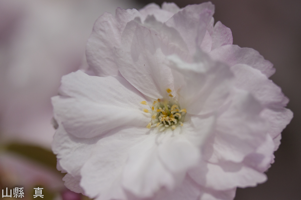 八重の桜