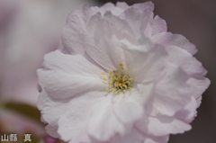 八重の桜