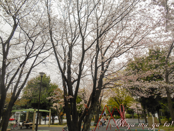 さくら公園１
