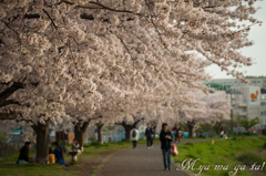 桜道