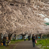 桜道