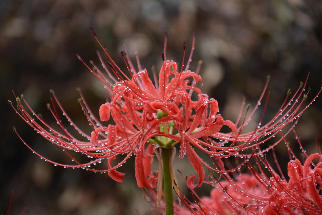 雫と彼岸花