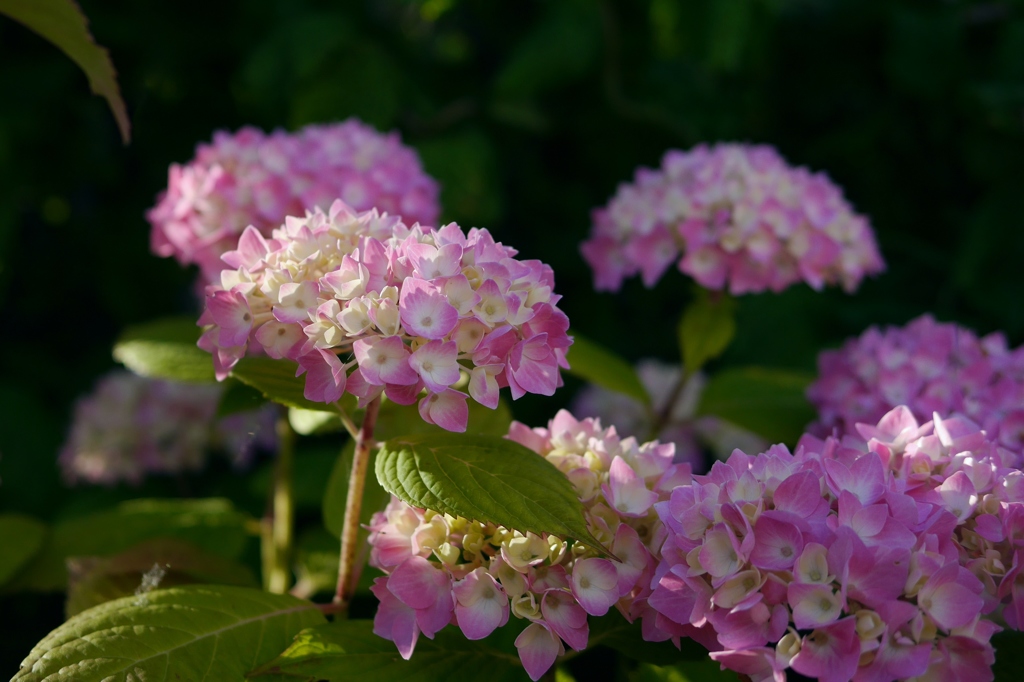 紫陽花