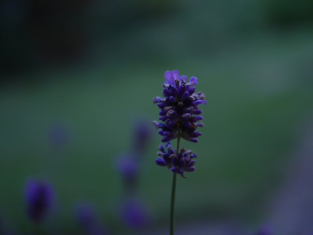 Lavender（宵の口）