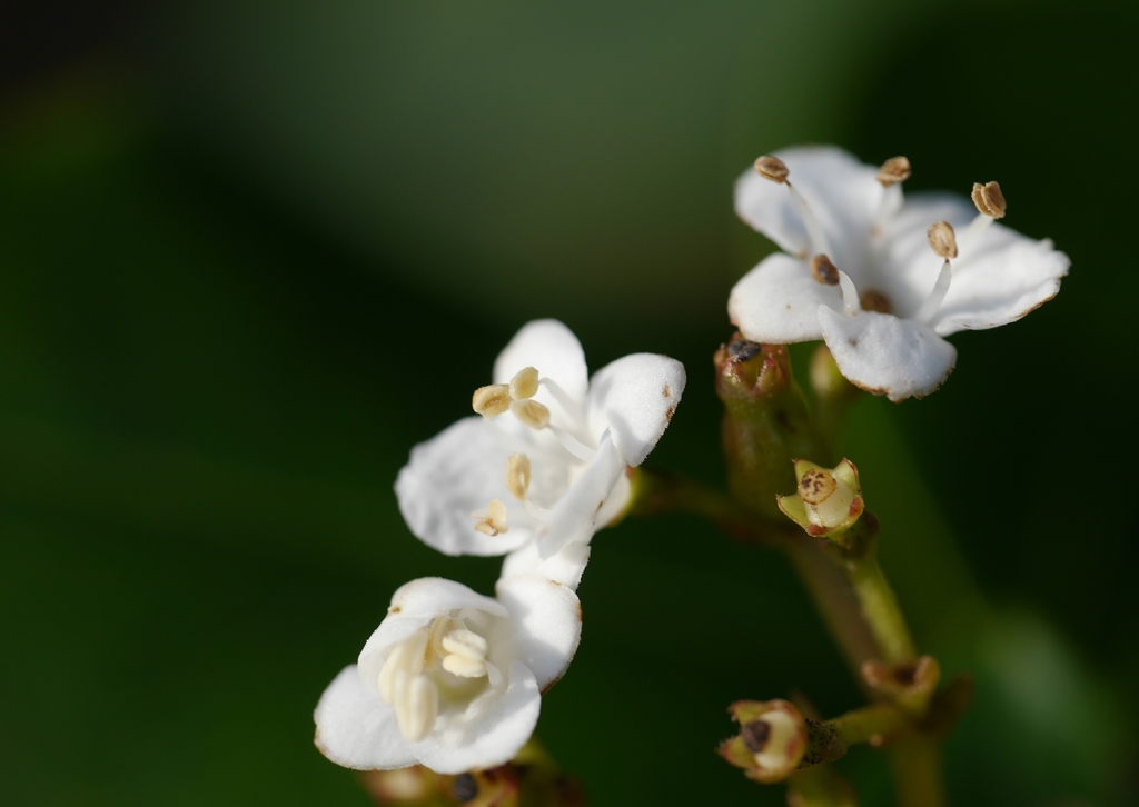 秋に咲く花