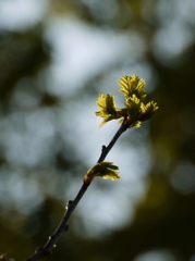 椎の木　新芽