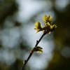 椎の木　新芽