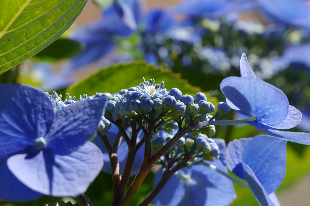 紫陽花　青