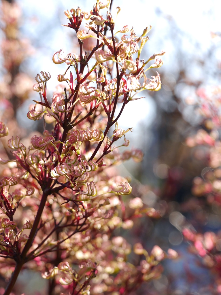 New leaves３