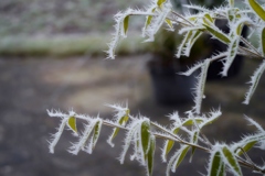 とげ樹氷