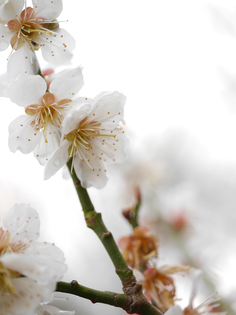 春の雨