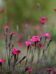 野の花