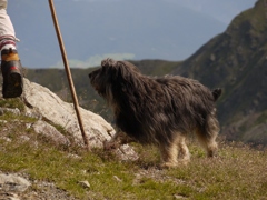 山の犬