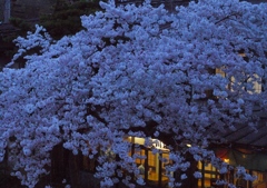 渋温泉の桜３