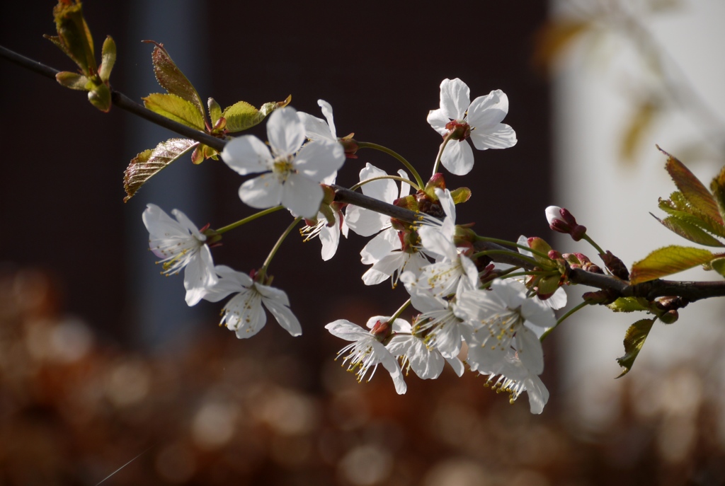 うちの山桜