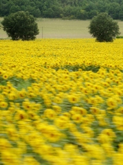 sunflower field（近）