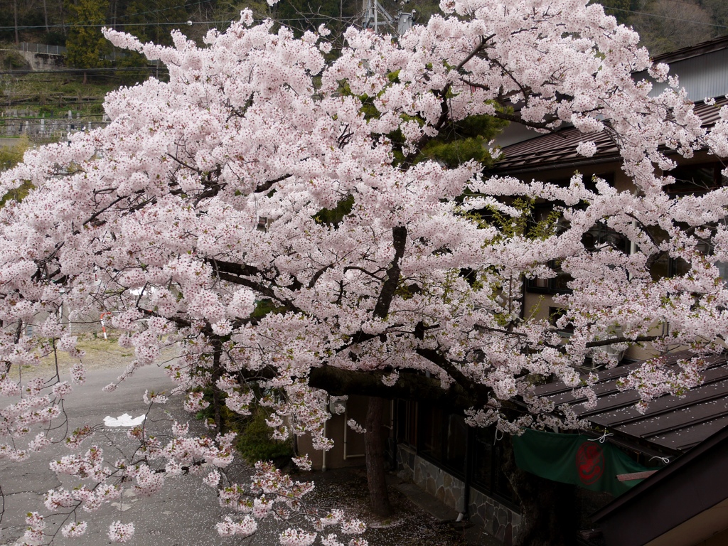 渋温泉の桜