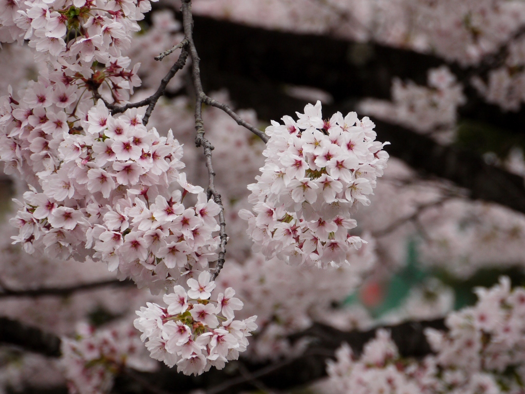 渋温泉の桜１