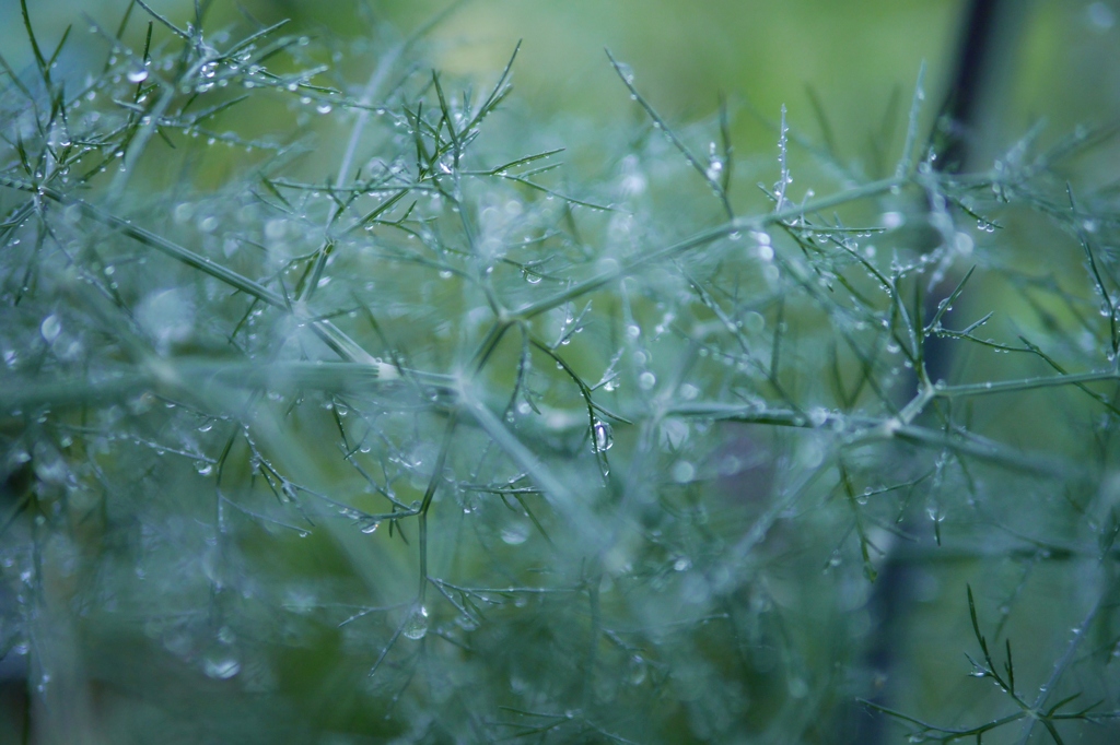 雨です！２