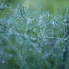 雨です！２