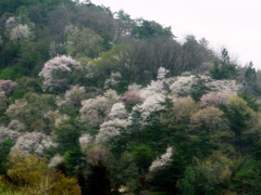 山の桜