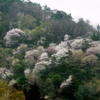 山の桜