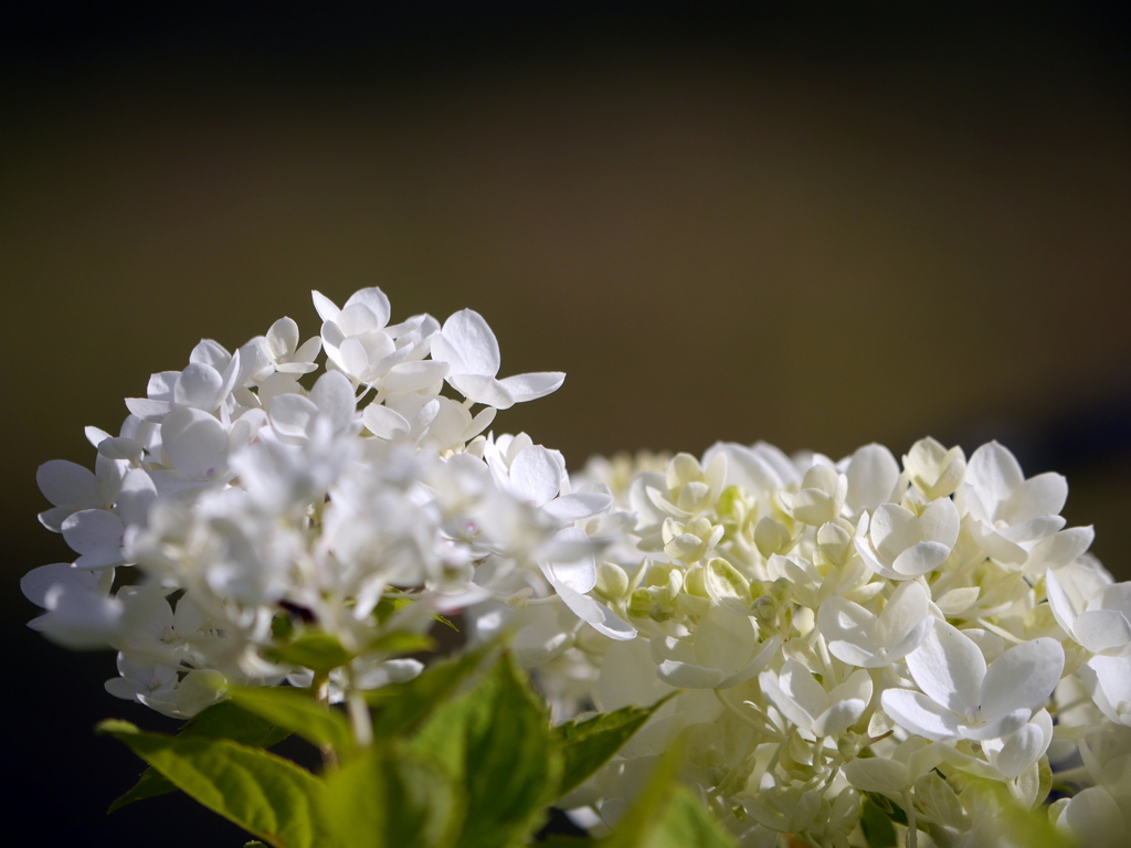 白紫陽花