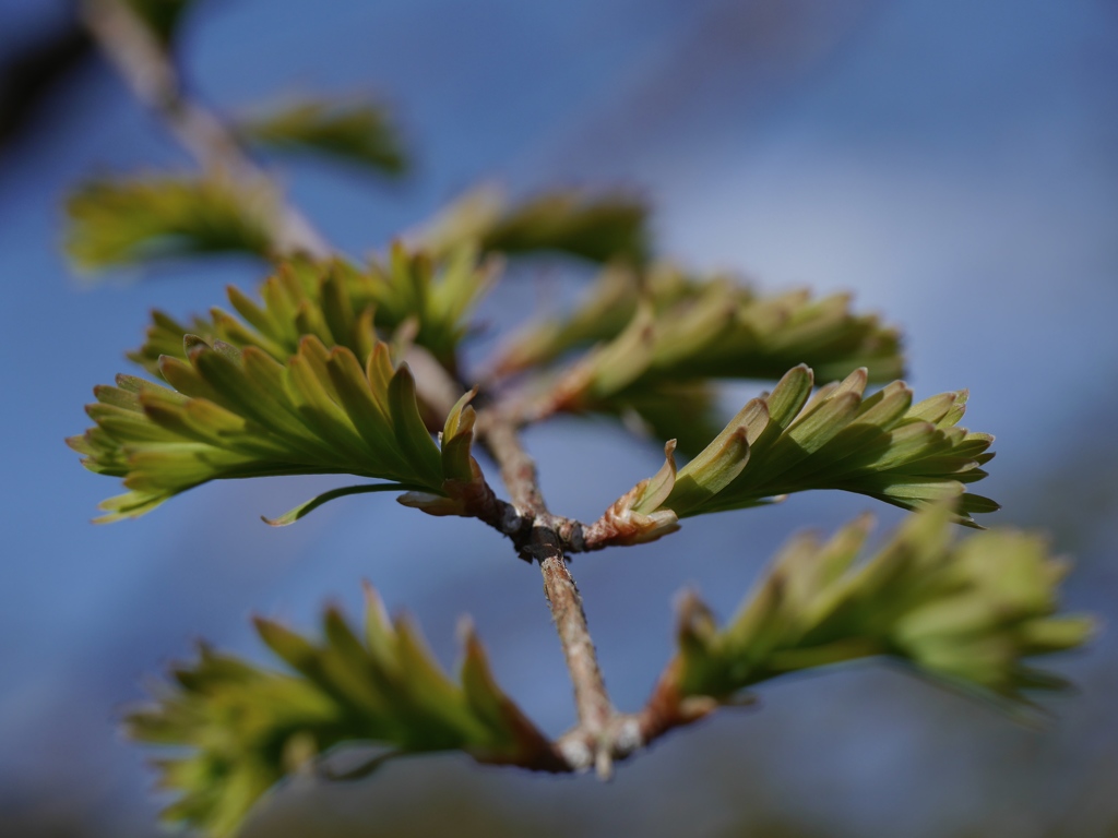 New leaves