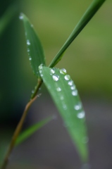 雨です！１